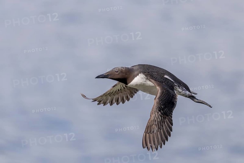 Common guillemot (Uria aalge), in flight, Hornoya, Varangerfjord, Norway