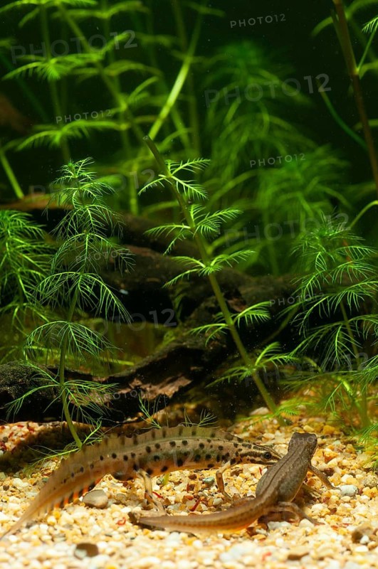 Lissotriton vulgaris, smooth newt, triturus vulgaris, amphibians, amphibians, female, high size, portrait format, amphibians, male, female