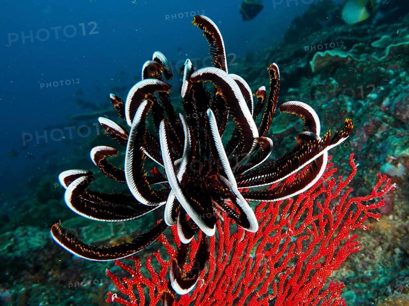 A black-and-white Bennett's hair star (Anneissia bennetti) amidst colourful corals in the sea, Toyapakeh dive site, Nusa Ceningan, Nusa Penida, Bali, Indonesia