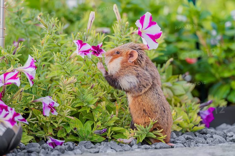 A European hamster (Cricetus cricetus) searches for food on a decorated grave and eats the petals of flowers. Vienna, Austria