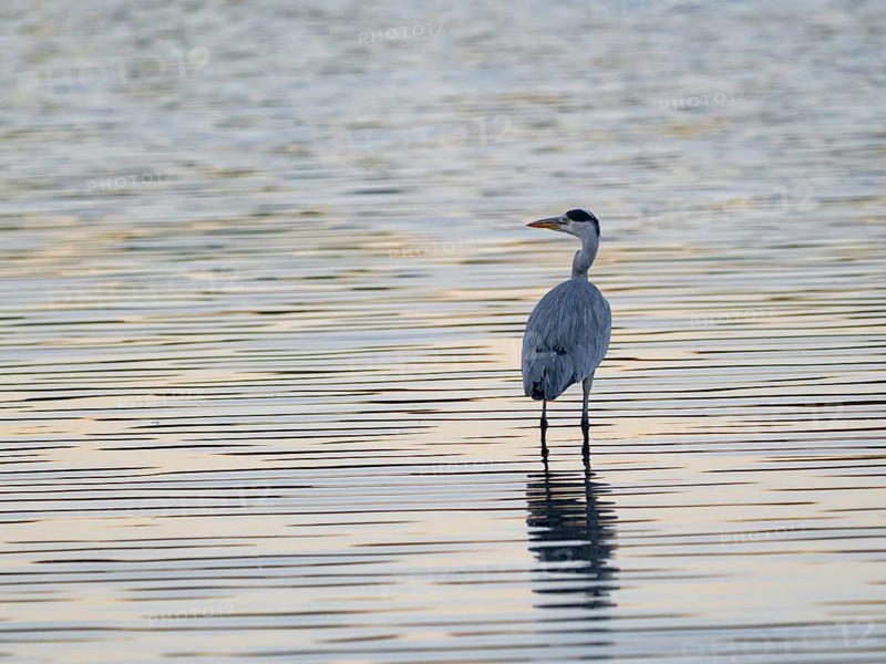 A gray heron stands in a body of water in backlight, North Rhine-Westphalia, Germany