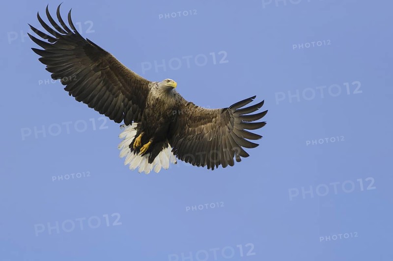 White-tailed Eagle (Haliaeetus albicilla) flying, Nord-Trondelag, Norway