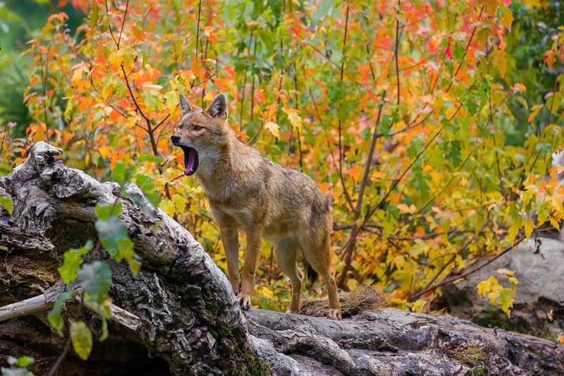 One golden jackal (Canis aureus) stands on a fallen tree trunk. Behind him is a tree in intense autumn colours