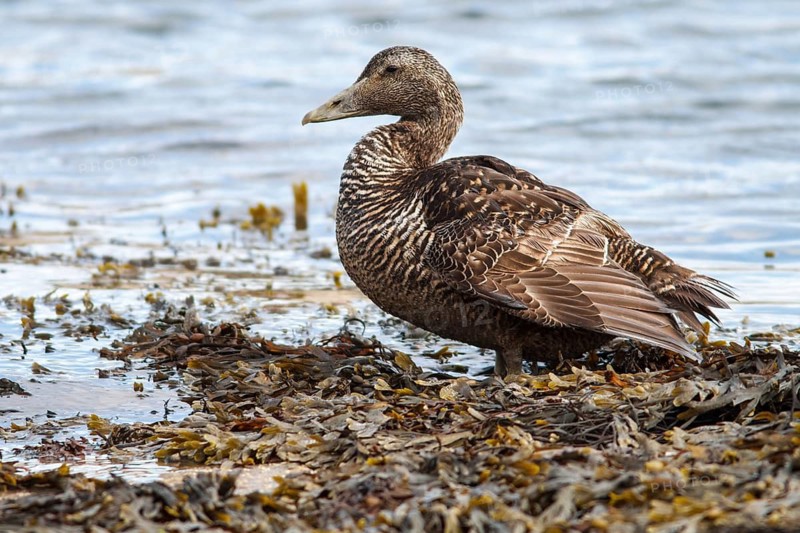 Common Eider (Somateria mollissima), female, Seahouses, United Kingdom