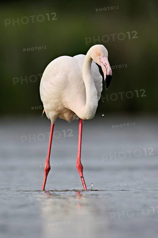 A greater flamingo (Phoenicopterus roseus), standing in the water whilst foraging, Camargue Regional Nature Park, southern France