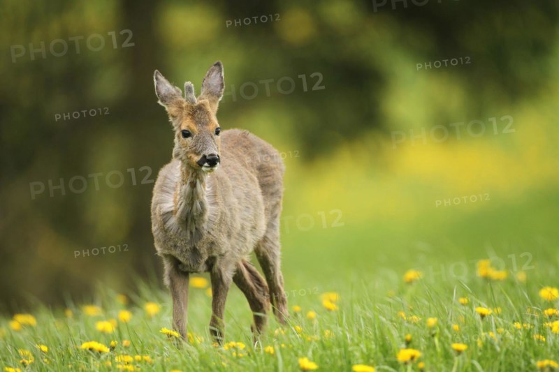 European roe deer (Capreolus capreolus) fawn with a short basal spike in common dandelion (Taraxacum) Allgäu, Bavaria, Germany