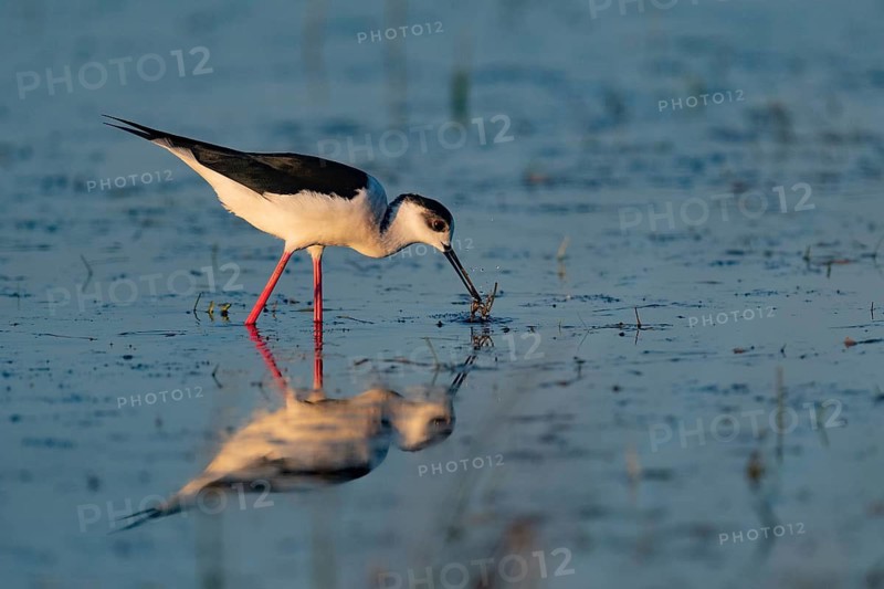 Black-winged Stilt (Himantopus himantopus), reflection, foraging, shallow water, Dümmerniederung, LK Diepholz, Lower Saxony, Germany