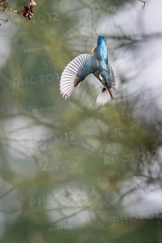 Common kingfisher (Alcedo atthis) in a dive, Emsland, Lower Saxony, Germany