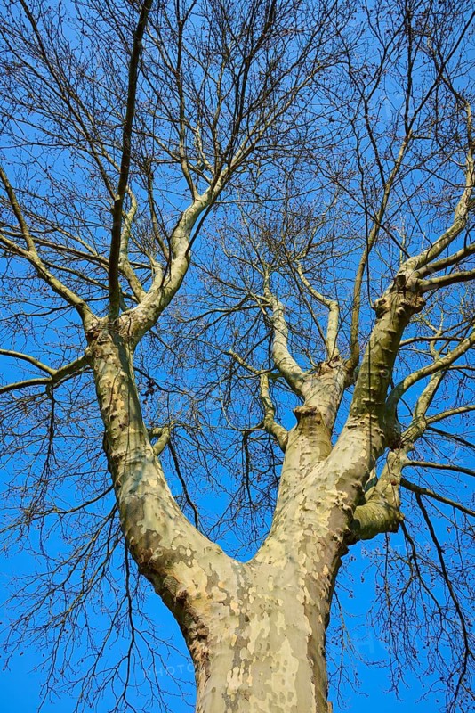 View of a large, deciduous tree against a blue sky in winter, plane tree, Mondfeld, Main, Baden-Württemberg, Germany