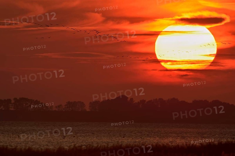 Common Crane (Grus grus) group in flight at sunset, Mecklenburg-Western Pomerania, Germany