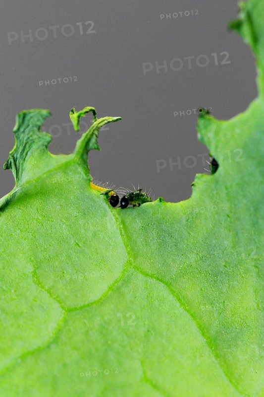 Caterpillars of the cabbage white butterfly, July, Germany