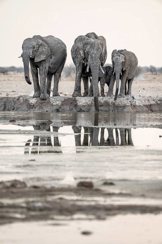 African elephant (Loxodonta africana), group with young animal drinking at waterhole, reflection, black and white photograph, Nxai Pan National Park, Botswana