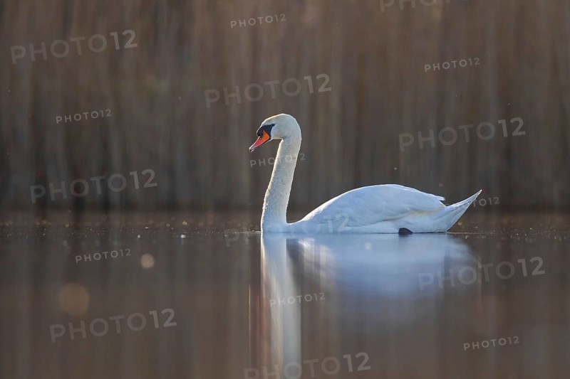 Mute Swan (Cygnus olor) male, North Rhine-Westphalia, Germany