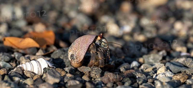 Pacific hermit crab (Coenobita compressus) in gravel Corcovado National Park, Osa Peninsula, Puntarena Province, Costa Rica