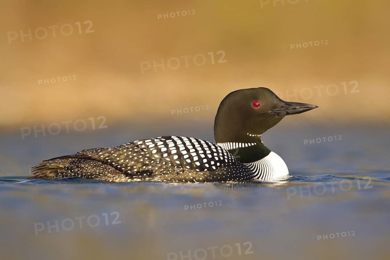 Great Northern Loon (Gavia immer), British Columbia, Canada