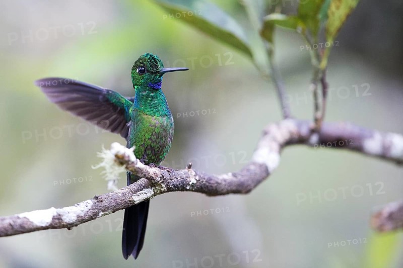 Green-crowned Brilliant (Heliodoxa jacula jacula) male perched on a branch, Antioquia, Colombia