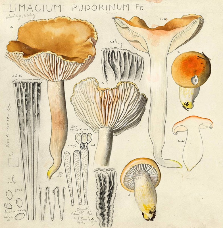 Mushroom, fungi, orange snail, Hygrophorus pudorinus, also known as white fir snail or turpentine snail, Limacium pudorinus, authentic reproduction of an illustration by Hans Walty (1868-1948) from about 1915, historical