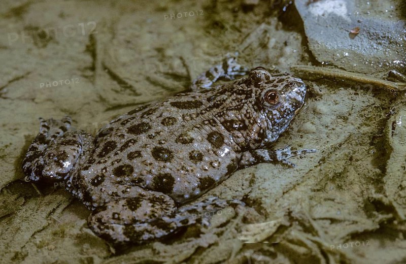 Bombina bombina, fire-bellied toad, red-bellied toad, lowland toad, amphibians, amphibians, amphibians, amphibians
