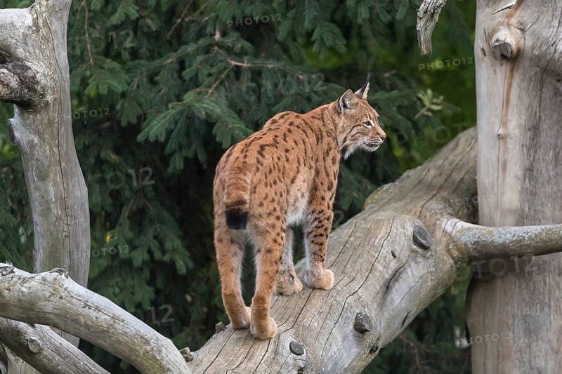 One Eurasian lynx, (Lynx lynx), walking up on a fallen tree. View from behind with green vegetation in the background
