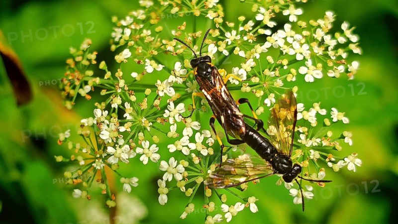 A close-up of two mountain leaf wasps (Macrophya montana) mating on a white flower in a green natural setting, Frankenwald nature park Park, Upper Franconia