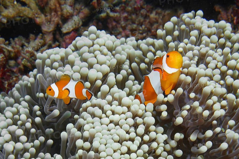 Two Ocellaris Clownfish (Amphiprion ocellaris), Nemo, swimming in a soft sea anemone in the colourful reef, dive site Coral Garden, Menjangan, Bali, Indonesia