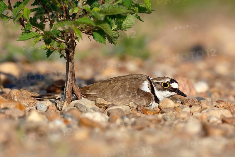 Little Ringed Plover (Charadrius dubius) on nest, Saxony-Anhalt, Germany