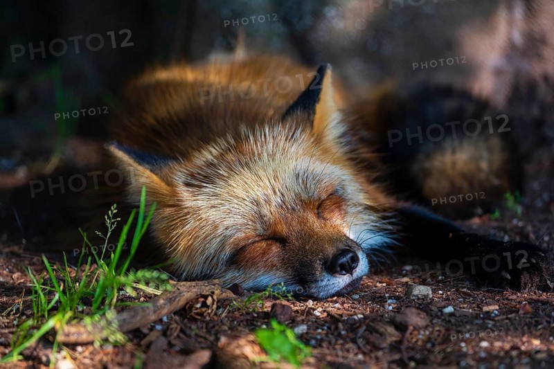One adult red fox, Vulpes vulpes, resting close to a tree. Summertime, enjoying the warm sunshine