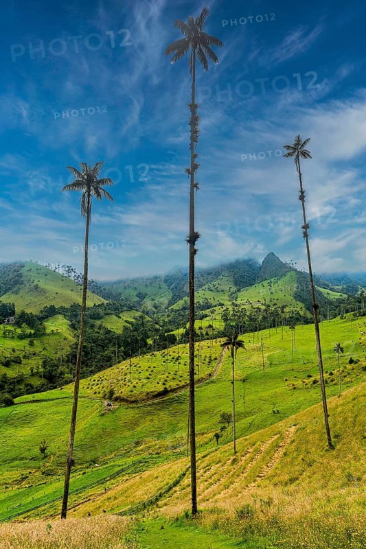 Wax palms largest palms in the world, Cocora valley, Unesco site coffee cultural landscape, Salento, Colombia