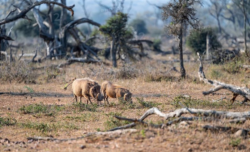 Warthog (Phacochoerus africanus), Kruger National Park, South Africa