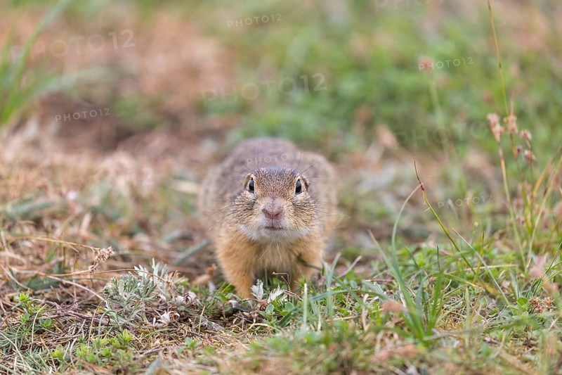 One European ground squirrel (Spermophilus citellus) or European souslik sitting in grass and feeding on seeds