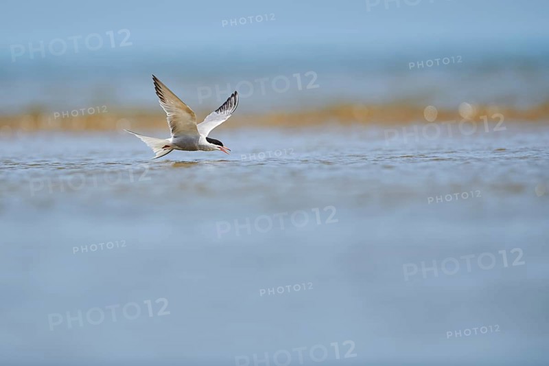 Elegant tern (Thalasseus elegans) flying in the sky above the sea, hunting, ebro delta, Catalonia, Spain