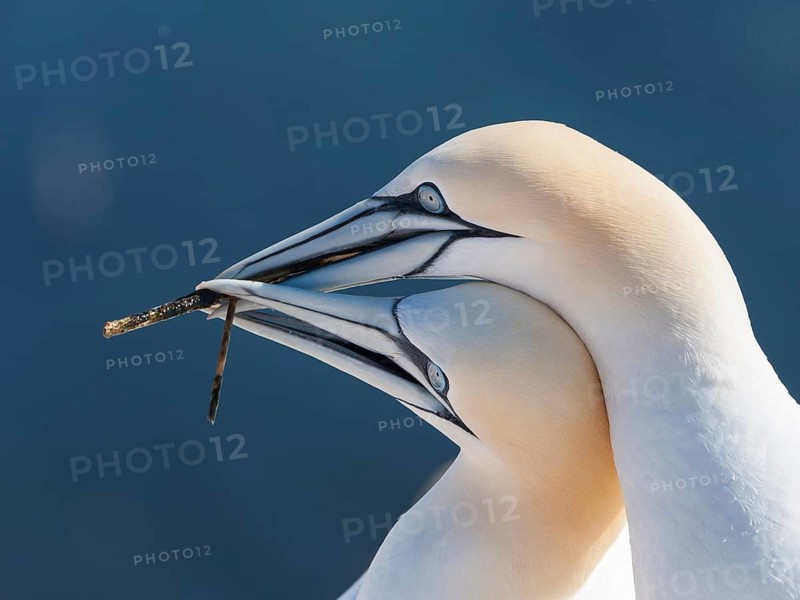 Northern Gannet (Morus bassanus) pair, Schleswig-Holstein, Germany