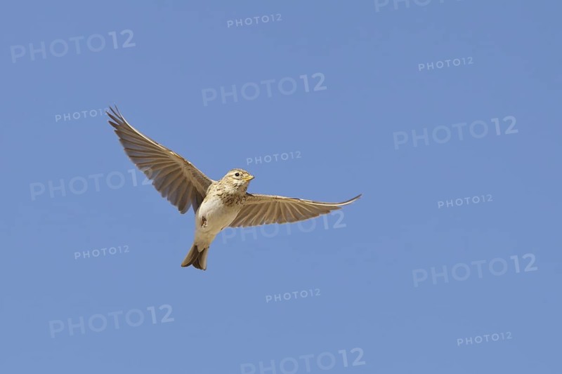 Lesser Short-toed Lark (Alaudala rufescens) flying, Spain