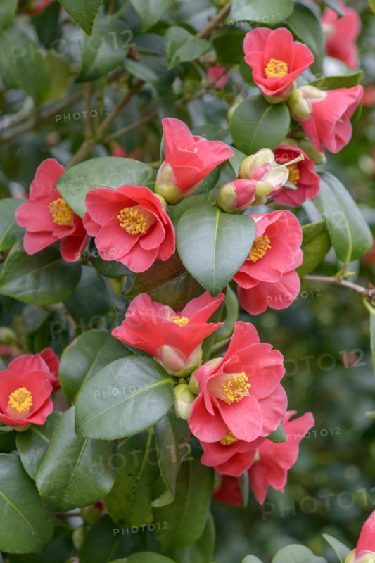 Camellia (Camellia japonica 'Pillnitzer Kamelie'), Botanical Collection Landschloss Pirna-Zuschendorf, Zuschendorf, Saxony, Germany