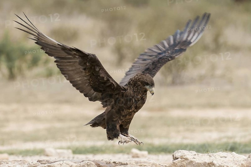 Bateleur (Terathopius ecaudatus) juvenile landing, Northern Cape, South Africa