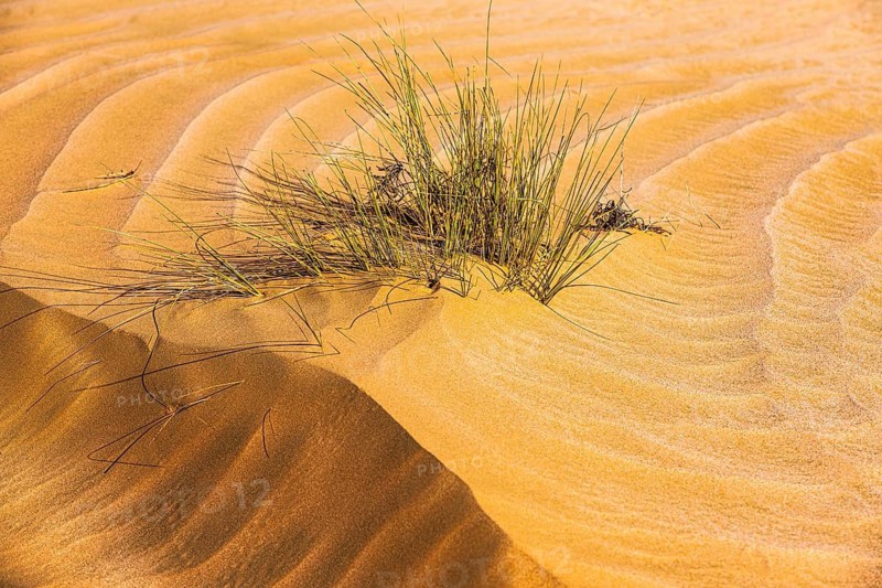 Green vegetation in a windswept sand structure, Arabian Peninsula, Sultanate of Oman