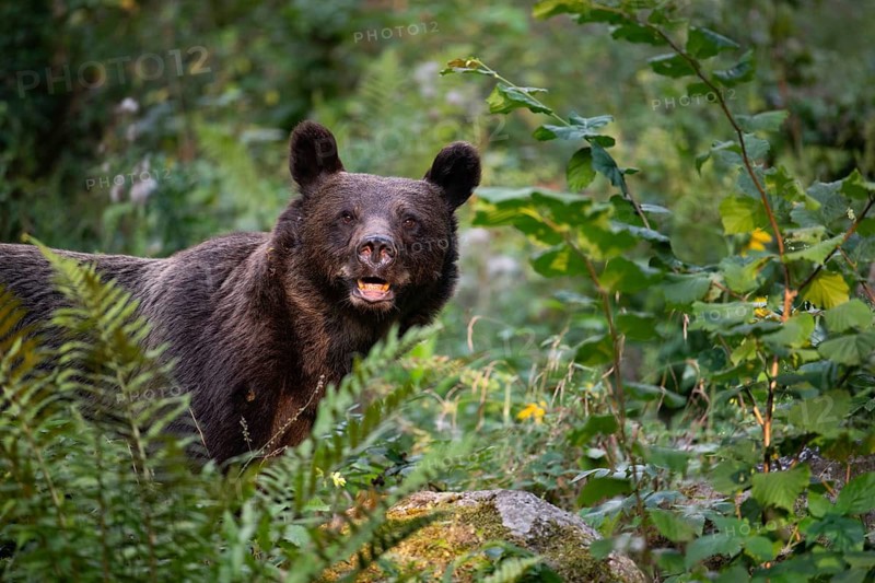 European brown bear or Eurasian brown bear (Ursus arctos arctos), brown bear in the forest, animal portrait