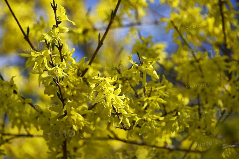 Forsythia, garden forsythia, golden lilac, golden bell (Forsythia x intermedia)