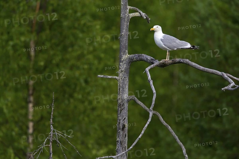 Herring gull, animals, birds, family of gulls, (Larus argentatus), standing on branch in tree, Lentiira, Lentiira Kuhmo, Finland