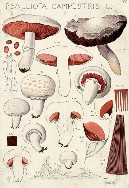 Mushroom, mushrooms, meadow mushroom, Agaricus campestris, syn. Psalliota campestris, authentic reproduction of an illustration by Hans Walty (1868-1948) from about 1915, historical