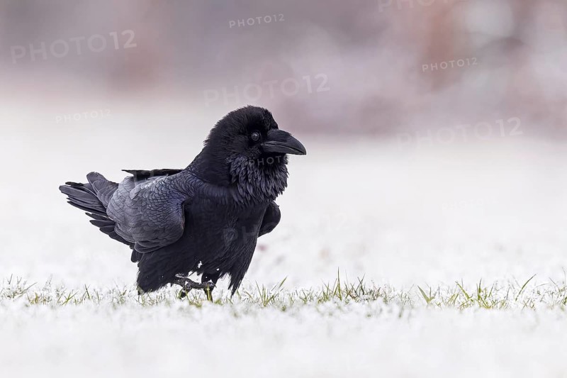 Northern Raven (Corvus corax), Saxony-Anhalt, Germany