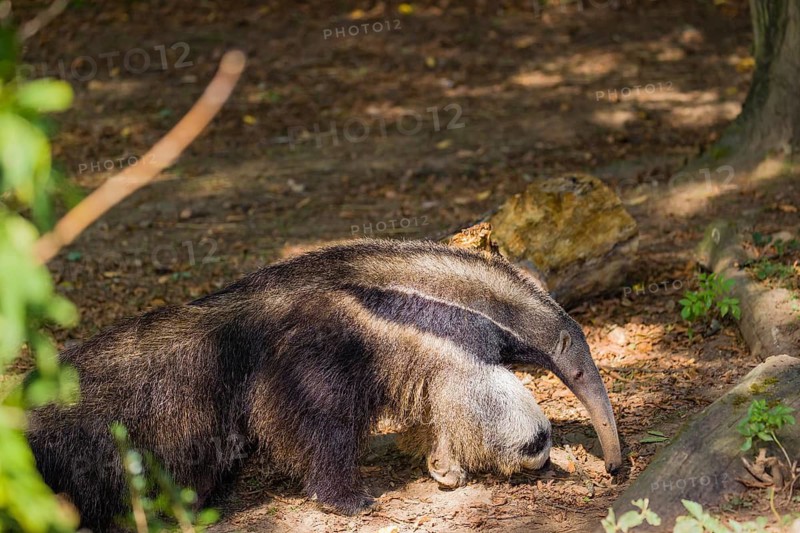 A giant anteater (Myrmecophaga tridactyla) runs through a forest