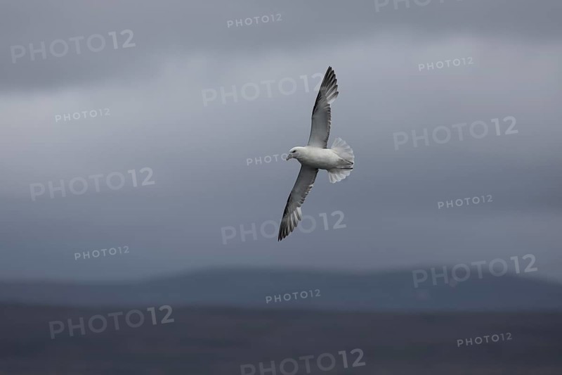 Northern fulmar (Fulmarus glacialis), in flight over the sea, Iceland