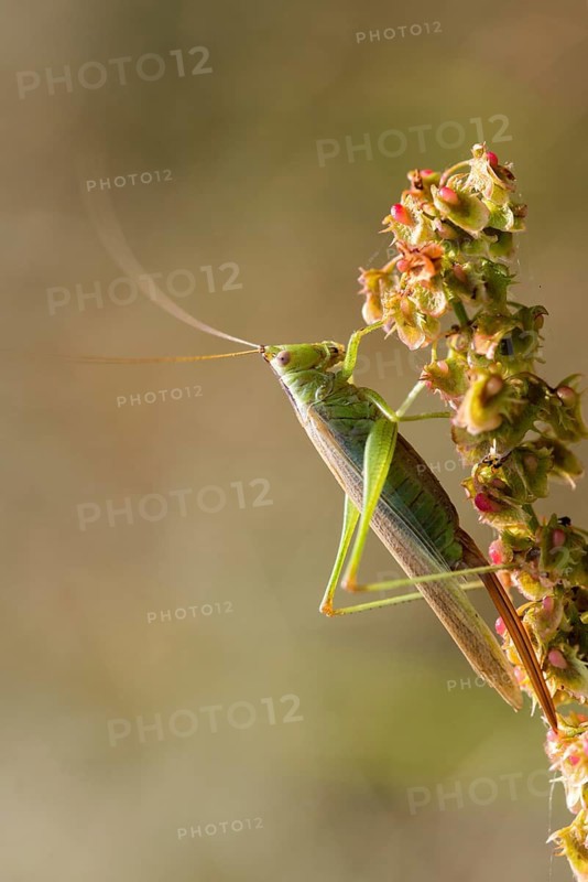 Acrididae, Caelifera, Conocephalus discolor, Conocephalus fuscus, field locusts, gomphocerinae, grasshoppers, short-feeler, long-winged swordscare, female, grasshoppers, grasshoppers, high size, portrait format, insects, long-winged conehead, female