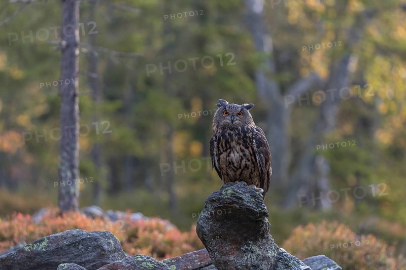 One Eurasian Eagle Owl, Bubo bubo, sitting on grey rocks, a birch tree in autumnal colors in the background. Early morning light