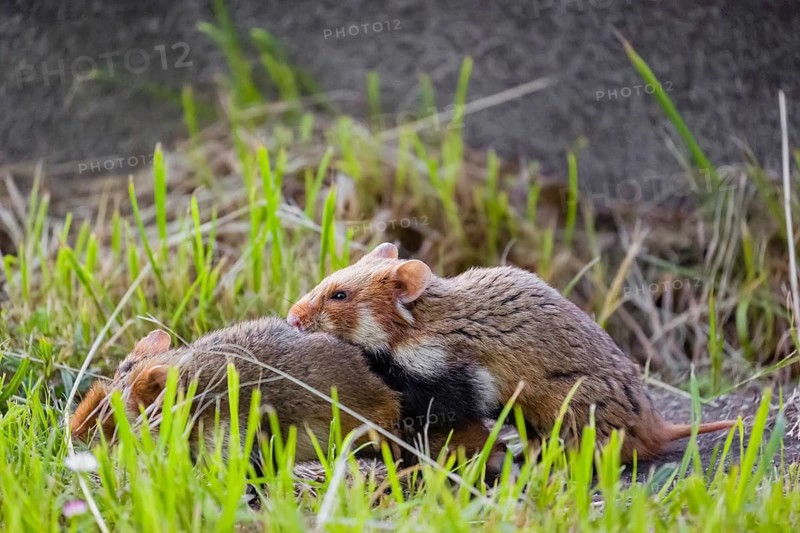 Mating season, Copula of two European hamster (Cricetus cricetus), Eurasian hamster, black-bellied hamster or common hamster on a gravestone