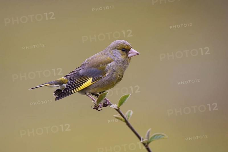 European Greenfinch (Chloris chloris), Brandenburg, Germany