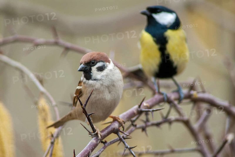 Tree sparrow, great tit, parus major, passer montanus, sparrow, tree sparrow, birds, tit, passeri, songbirds, sparrow, sparrow, sparrow, sparrow, sparrow, tits, birds