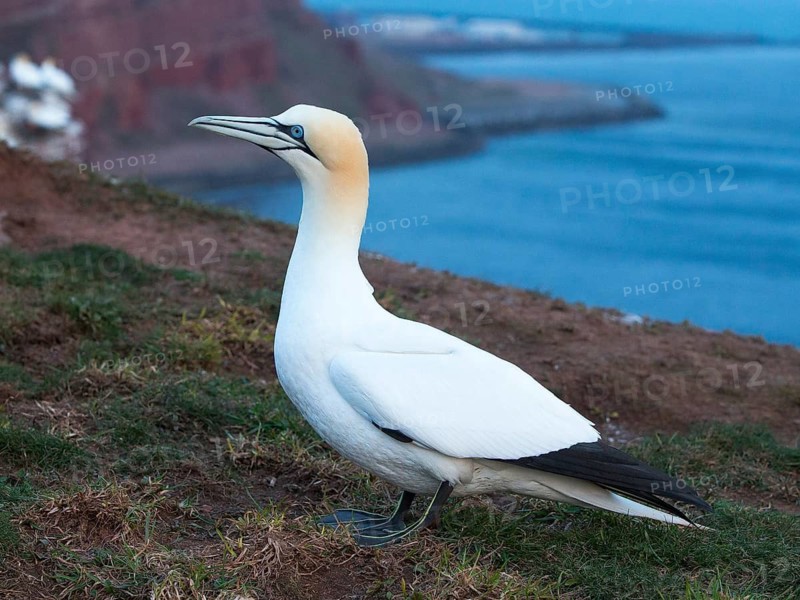 Northern Gannet (Morus bassanus), Schleswig-Holstein, Germany