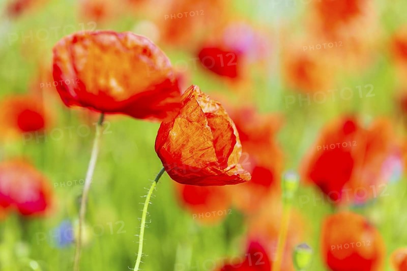 Corn poppy (Papaver rhoeas) in bloom, Saxon Switzerland, Saxony, Germany